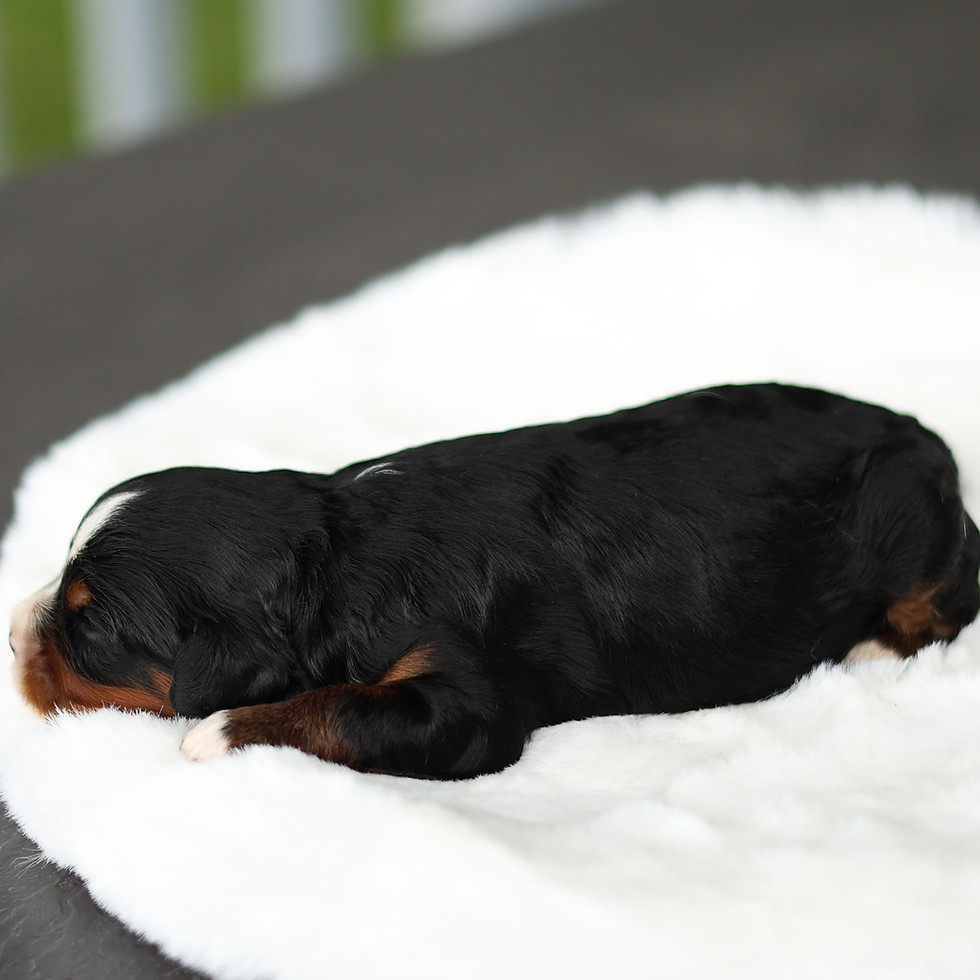 Mia black and tan female F1 Cavapoo puppy for sale in Honey Brook, PA resting on a plush white bed.