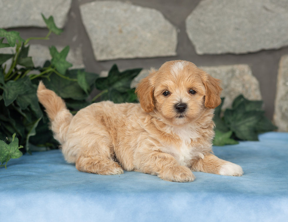 Gibson a male maltipoo puppy with a soft apricot coat and white paws and chest blaze from Hidden Gem Puppies in Herndon PA