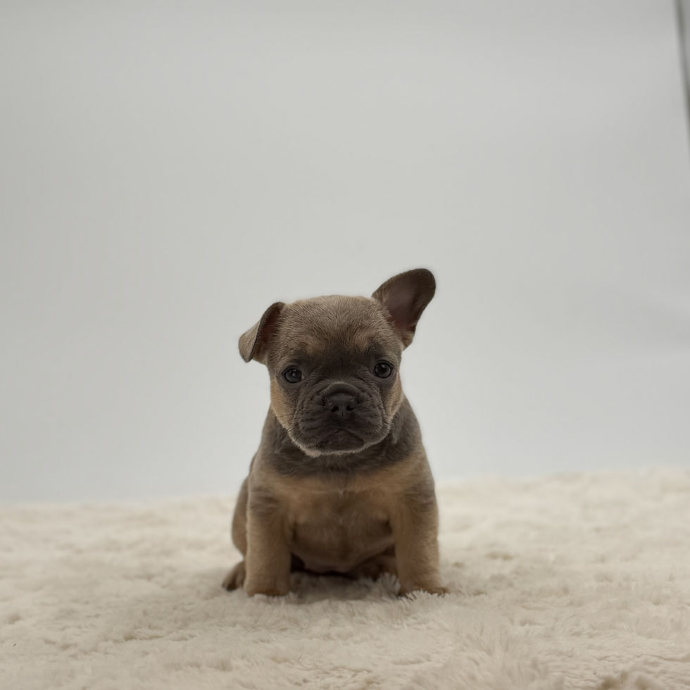 AKC Registered Female Frenchie Puppy for sale in OH