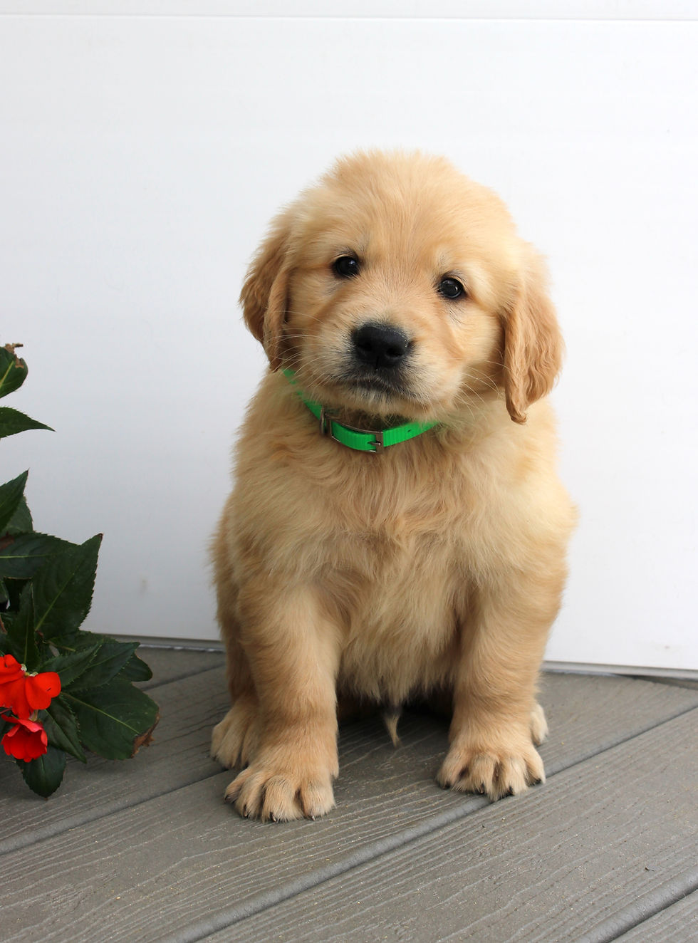 Silas, male AKC Golden Retriever puppy for sale in Virginia from Cottontown Companions with a fluffy light golden co
