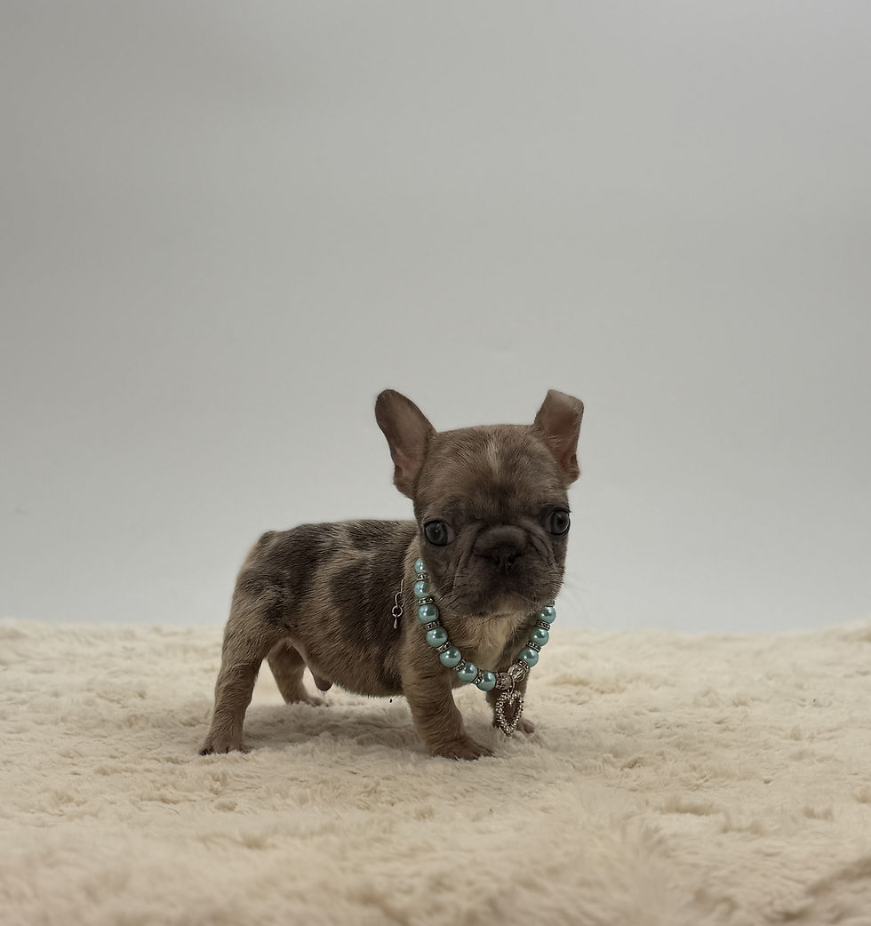 Saxteen, a merle French Bulldog puppy for sale in OH, standing alert on a plush cream blanket.