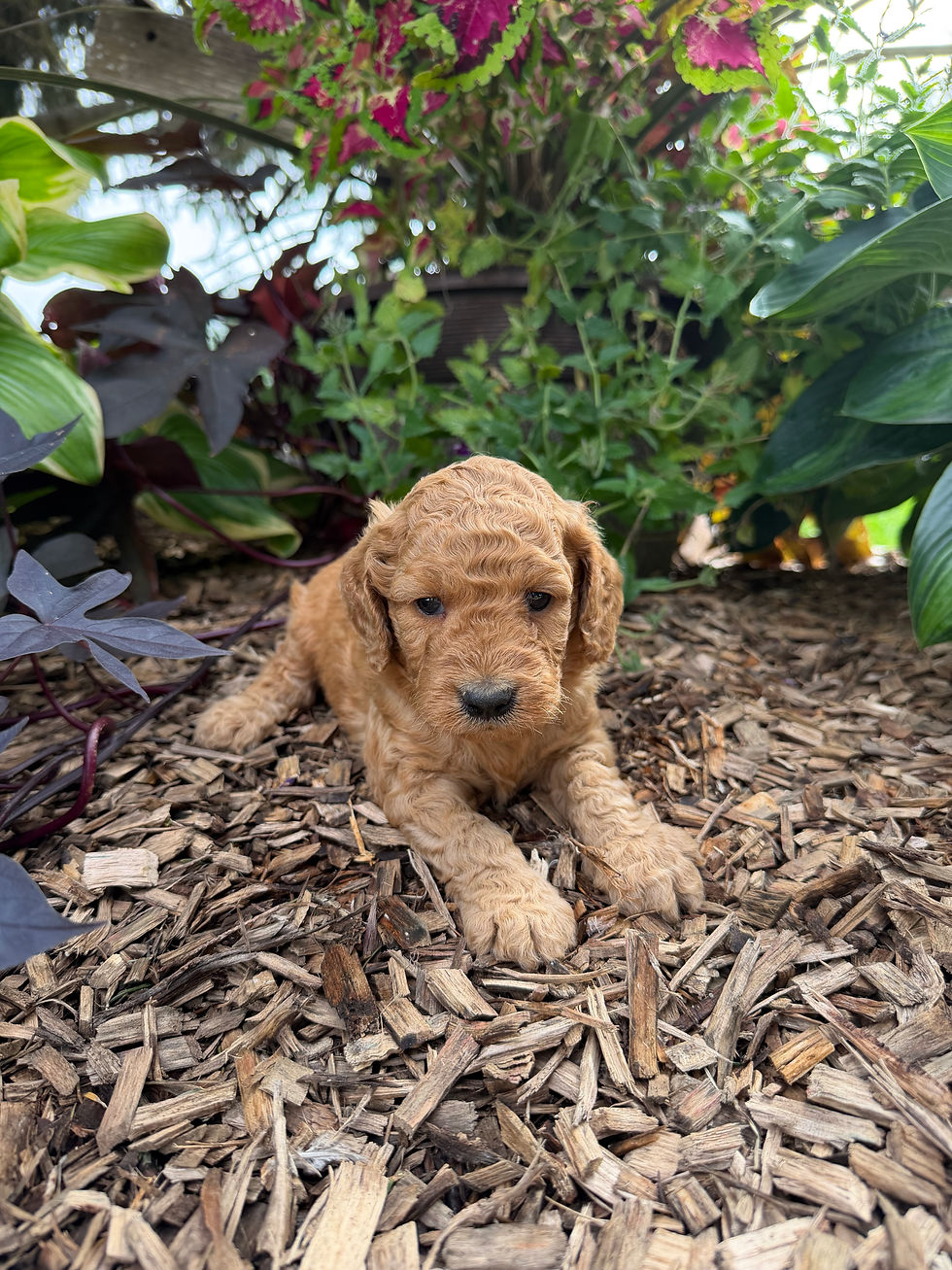 Draco, a Mini Goldendoodle puppy for sale in PA from Willow Meadow Doodles, sitting outdoors in a garden.