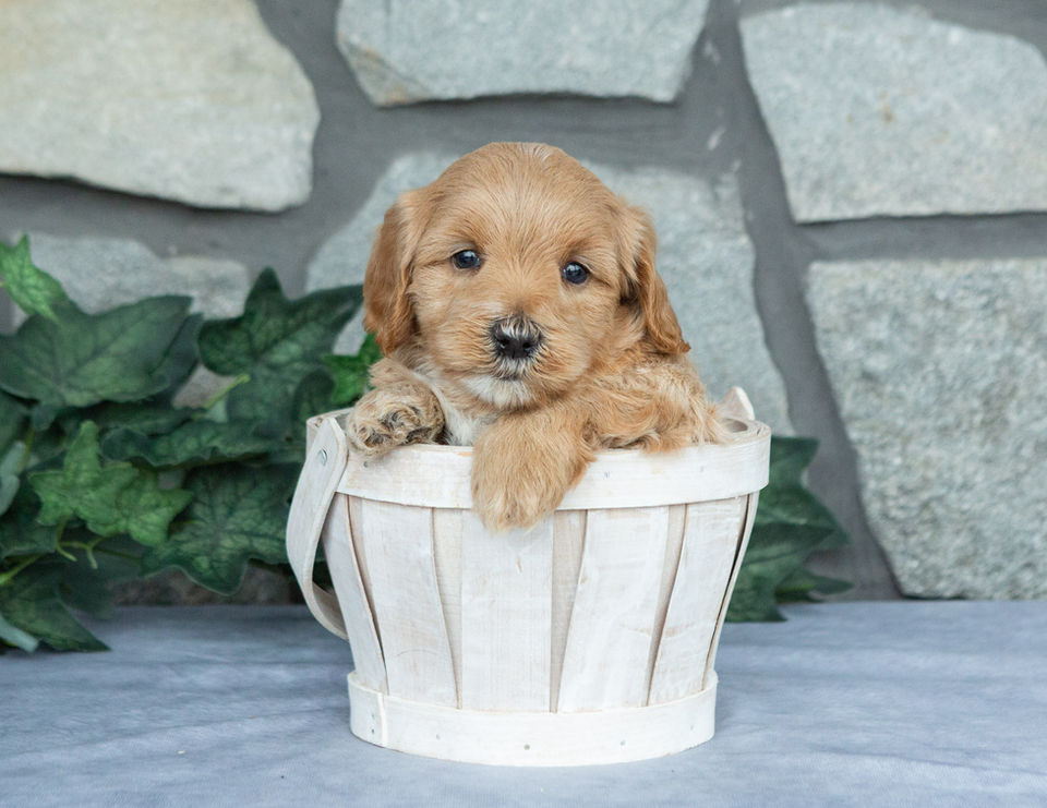 Finley, a fluffy apricot and cream Maltipoo puppy, resting his paws on the edge of a white wooden basket.