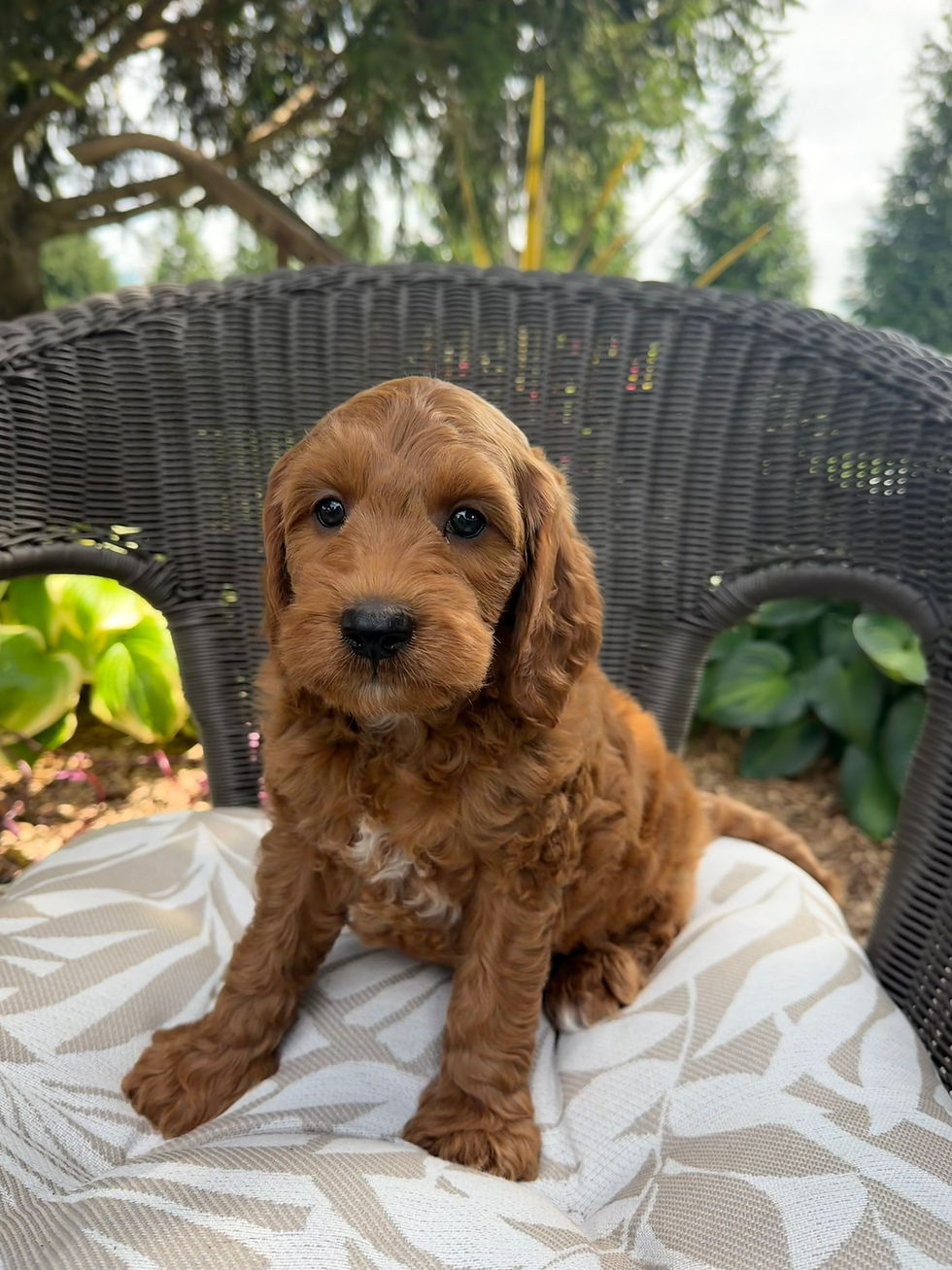 Benji, a Mini Goldendoodle puppy for sale from Willow Meadow Doodles in Ephrata, PA, posed on a patio chair.