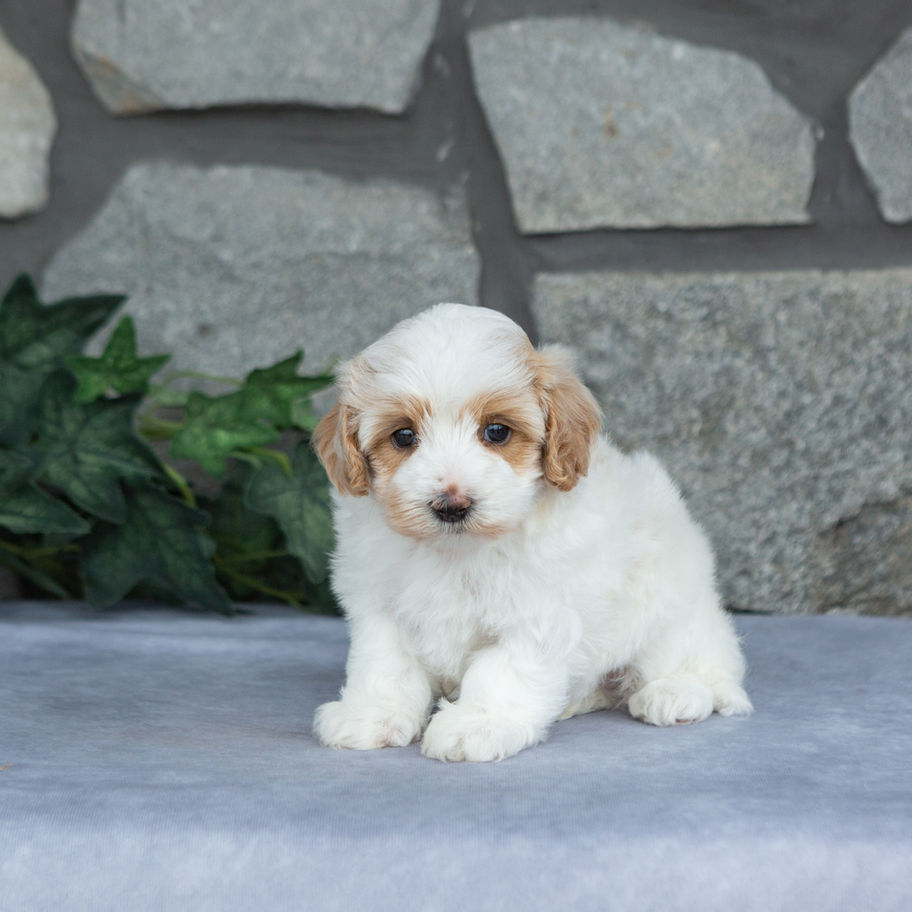 Cream and apricot male Maltipoo puppy Teddy sitting attentively and looking toward the camera.