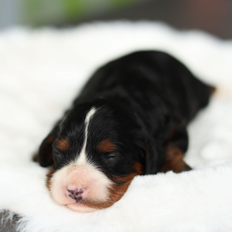Close-up of Dolly, a black and tan female F1 Cavapoo puppy for sale at Winnsom Puppies in Honey Brook, PA.