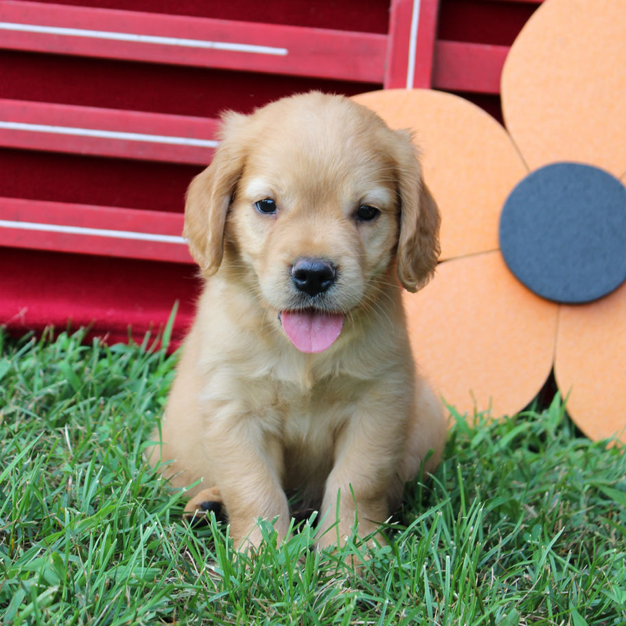 Abel, a golden Mini Golden (Golden Cavalier) puppy sitting on green grass with his tongue out, available for sale in VA.