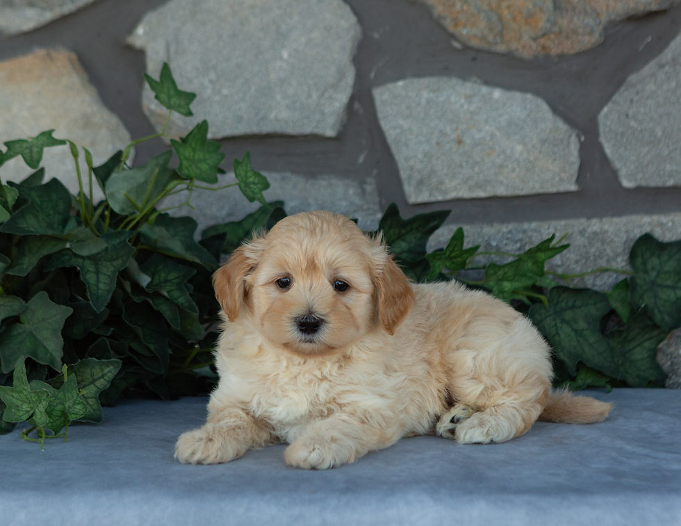 Max, an apricot male Maltipoo puppy for sale in PA from Hidden Gem, lying against a stone backdrop.