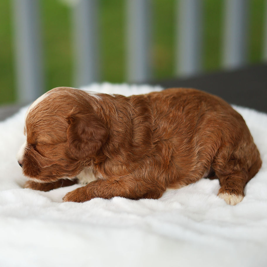 Red and white F1 Cavapoo puppy relaxing on a white blanket, showing its soft coat and gentle expression.