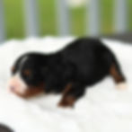 Dolly black and tan female F1 Cavapoo puppy for sale in Honey Brook, PA resting on a soft white blanket.