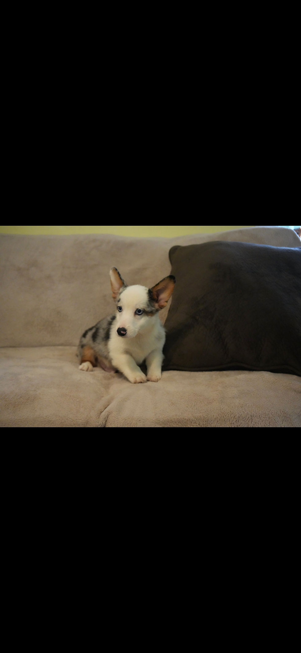Samson, male blue merle Pembroke Welsh Corgi puppy for sale in PA from Schwartz Corgi Paws, relaxing by a pillow.