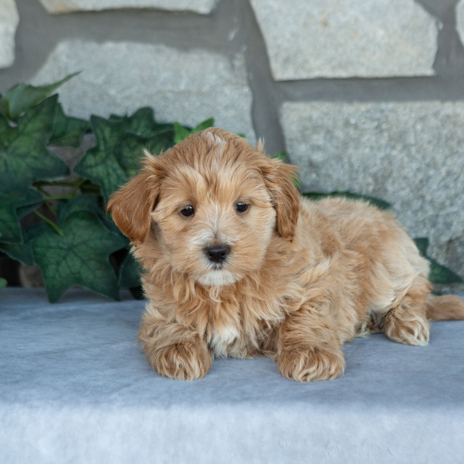 Noah, adorable apricot Maltipoo for sale in PA, lying on a gray surface.