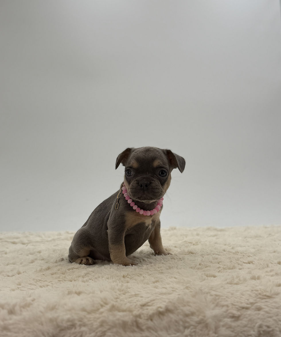 Wanita, a blue and tan French Bulldog puppy for sale in OH, sitting on a soft cream blanket and looking at the camera.