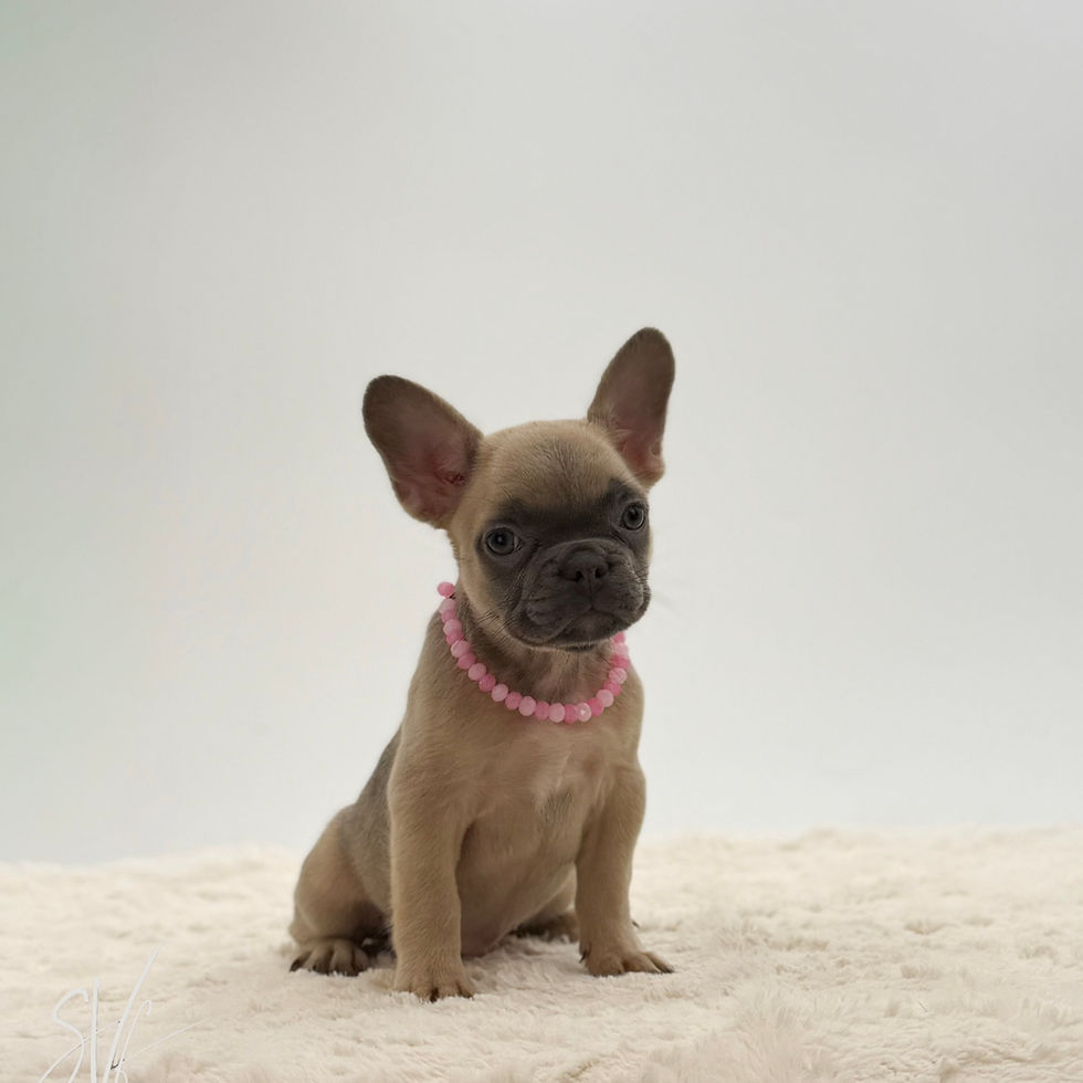 Female AKC fawn Frenchie puppy for sale in OH with upright ears and a compact build posing on a fluffy cream blanket.