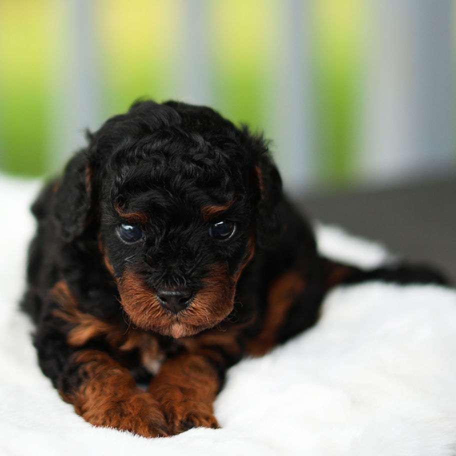 Molly, black and tan female F1B Cavapoo puppy for sale in Pennsylvania, lying on a white blanket at Winnsom Puppies.