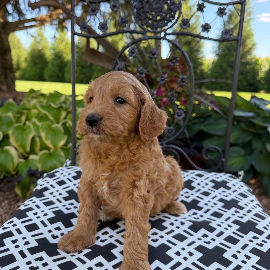 Blake, apricot Mini Goldendoodle for sale in PA from Willow Meadow, posing outdoors on a patio chair.