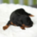 lack and tan male F1B Cavapoo puppy for sale in Honey Brook, PA, resting on a soft white blanket at Winnsom Puppies.
