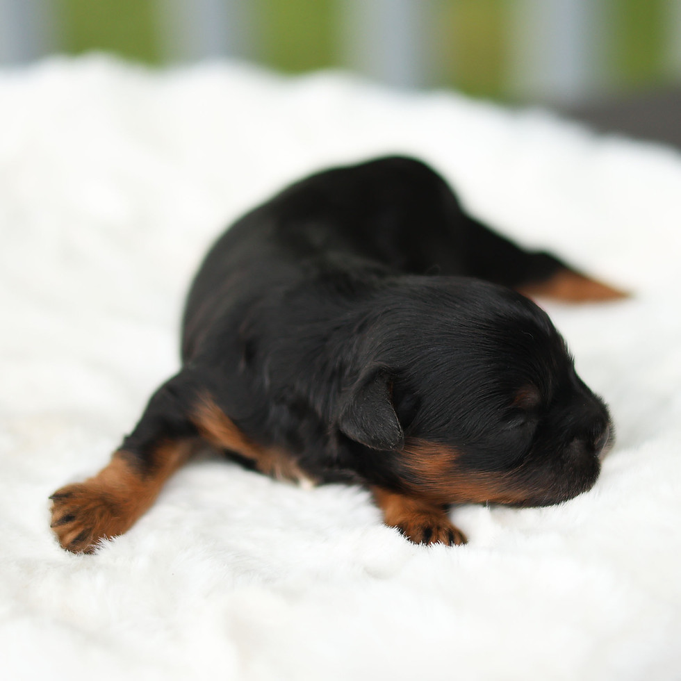 lack and tan male F1B Cavapoo puppy for sale in Honey Brook, PA, resting on a soft white blanket at Winnsom Puppies.