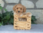 Everett, apricot male Maltipoo sitting in a woven basket, available for sale in PA.