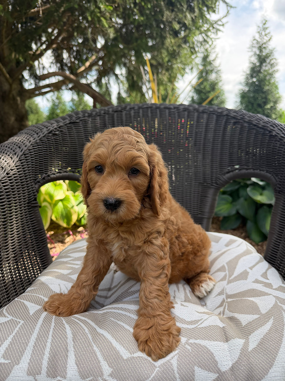 Bennet, a Mini Goldendoodle puppy for sale from Willow Meadow Doodles in Ephrata, PA, sitting on an outdoor chair.