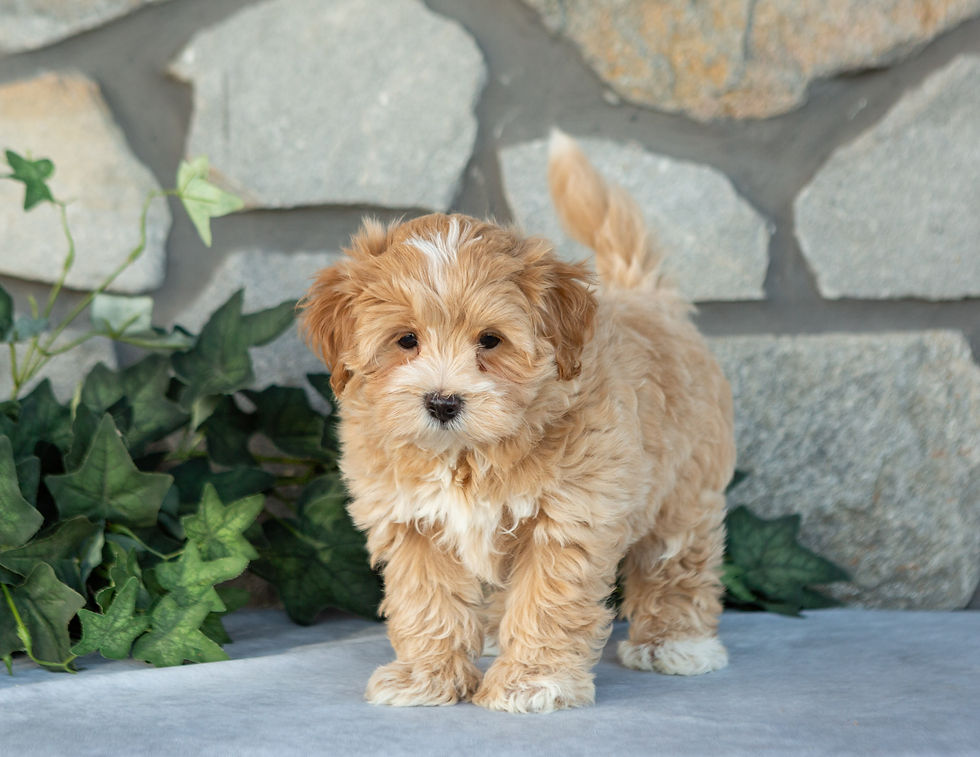 Olivia, apricot Maltipoo for sale in PA from Hidden Gem, standing with her tail raised.