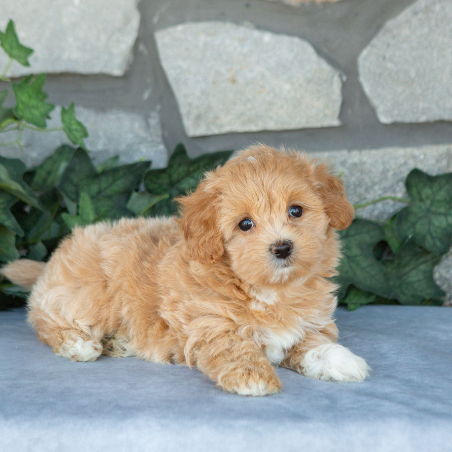 Lulu, an apricot female Maltipoo for sale in PA from Hidden Gem, resting with her front paws forward.