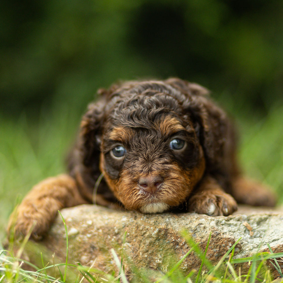 Fawn, a Chocolate & Tan Cavapoo puppy for sale in PA from Winnsom Puppies, peeking over a rock in the grass.