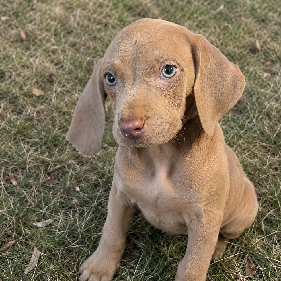 AKC Weimaraner For Sale in Jonestown PA.