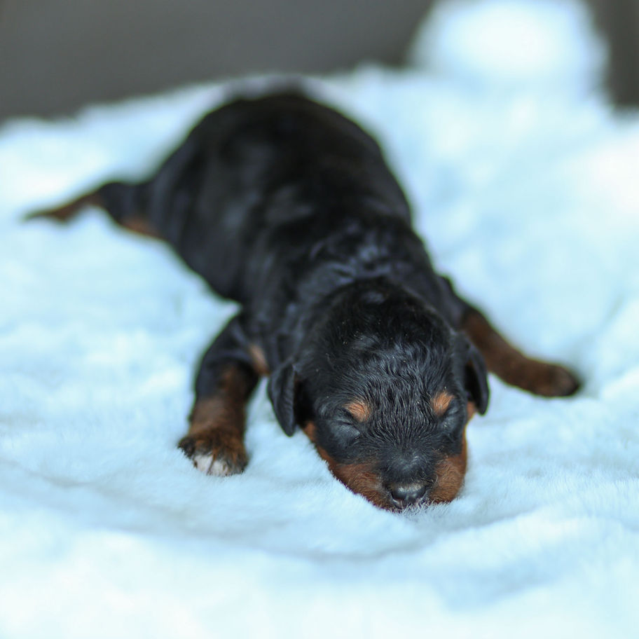 Black and tan female F1B Cavapoo puppy resting on a soft blue blanket.