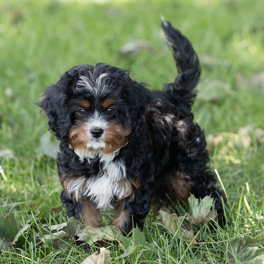 Mia, a black tri-color Cavapoo from Winnsom Puppies in PA, standing in the grass.