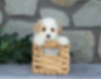 Dana, cream female Maltipoo with apricot accents sitting in a woven basket, available for sale in PA.