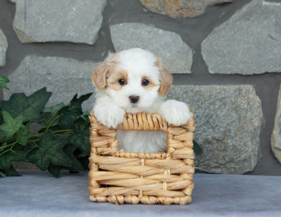 Dana, cream female Maltipoo with apricot accents sitting in a woven basket, available for sale in PA.