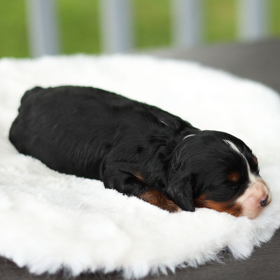 Side view of Dolly, a black and tan female F1 Cavapoo puppy sleeping on a plush white bed in Honey Brook, PA.