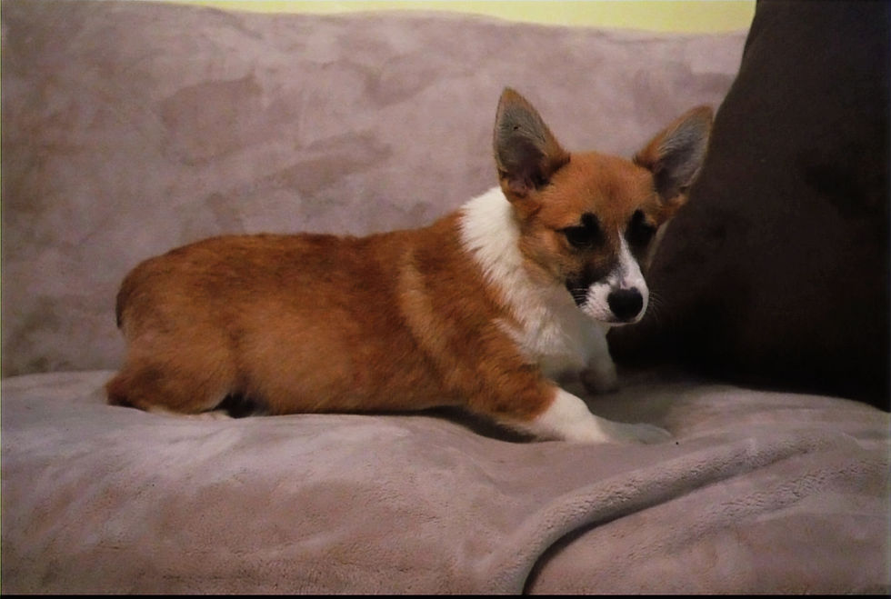 Daisy, a red and white Pembroke Welsh Corgi puppy for sale, relaxing on a gray couch.