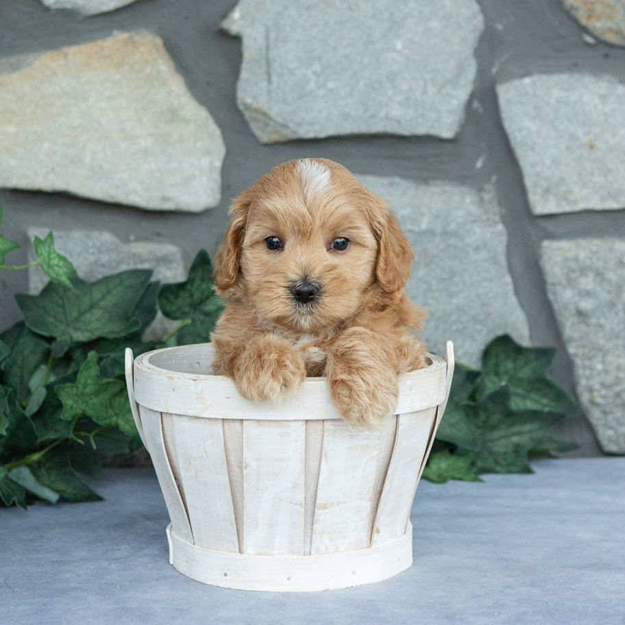 Adorable apricot and cream male Maltipoo puppy Frisky sitting in a white wooden basket and looking at the camera.