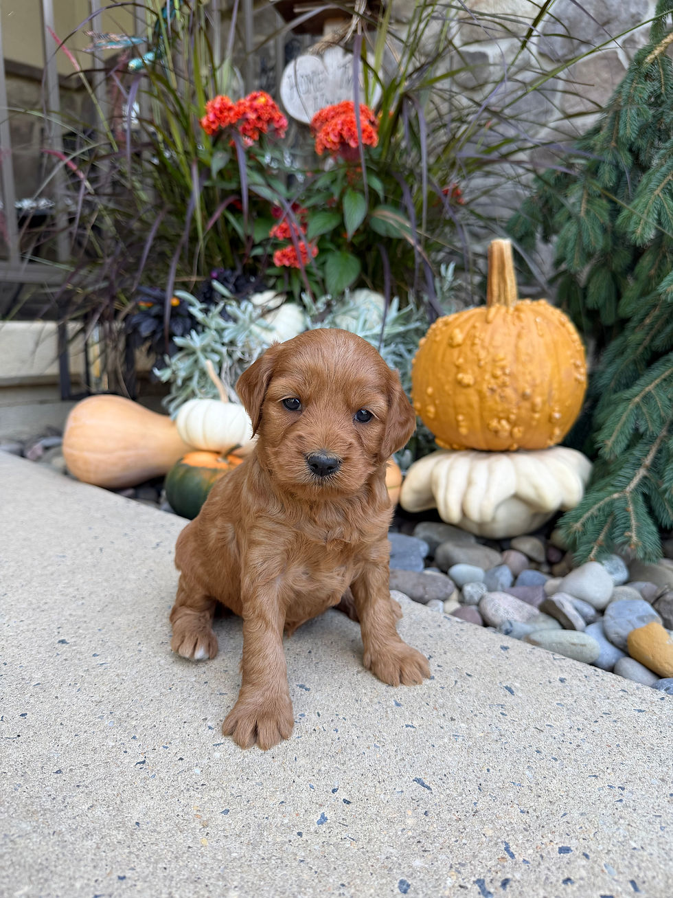Chloe, a Mini Goldendoodle puppy for sale from Willow Meadow Doodles in Ephrata, PA, posed by fall pumpkins.