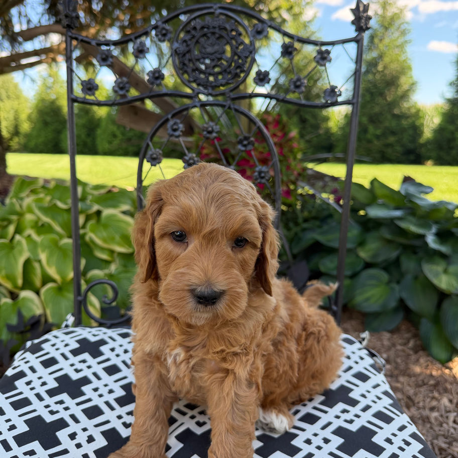 Bennet, apricot Mini Goldendoodle puppy for sale in PA from Willow Meadow, sitting outdoors on a patterned chair.