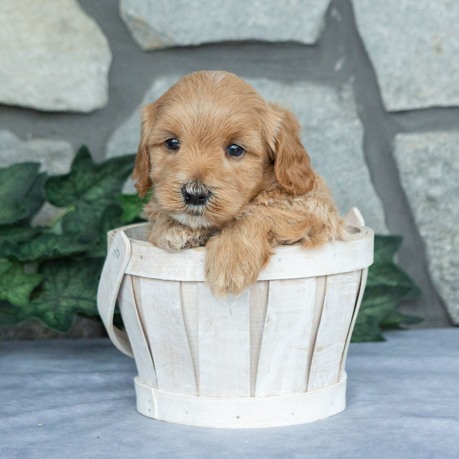 Apricot and cream male Maltipoo puppy Finley sitting in a white wooden basket and looking toward the camera.