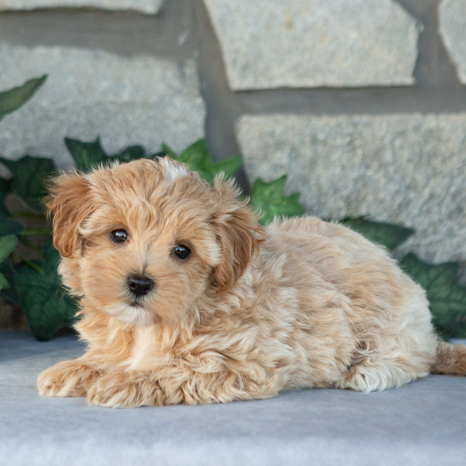 Norah, curly-coated Maltipoo puppy for sale in PA, lying on a gray surface.
