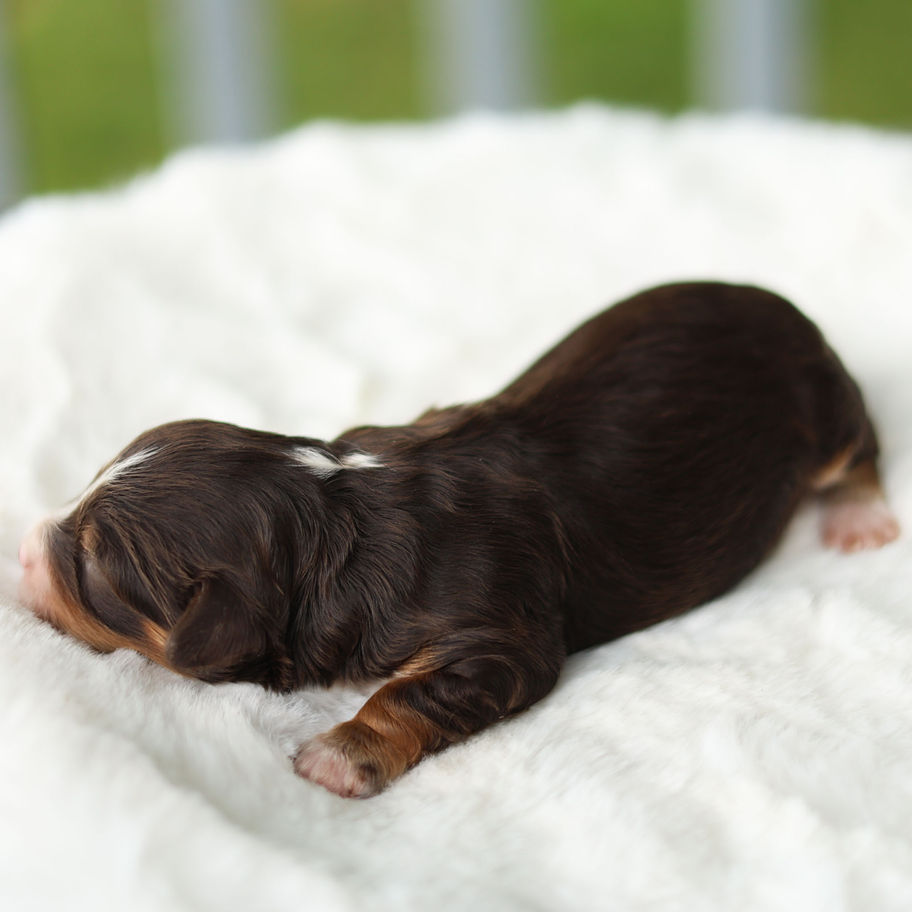 Buddy male F1B Cavapoo puppy with chocolate and tan markings on a plush white blanket.