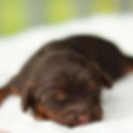 Dove chocolate and tan female F1B Cavapoo puppy for sale in Honey Brook, PA sleeping on a soft white blanket.