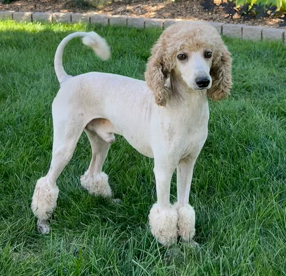 Toby, an AKC Miniature Poodle from Willow Meadow in Ephrata, PA, standing on green grass.