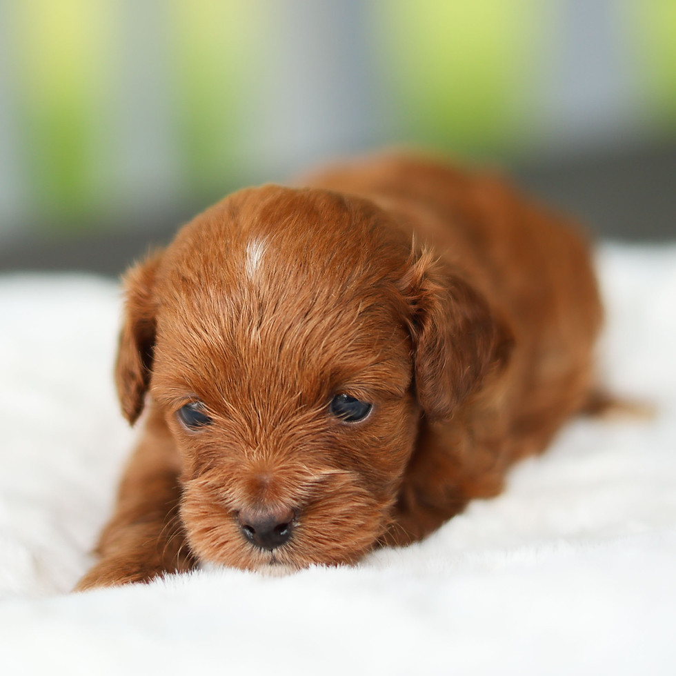 Bonnie, red female F1B Cavapoo puppy, looking toward the camera while relaxing on a white blanket.