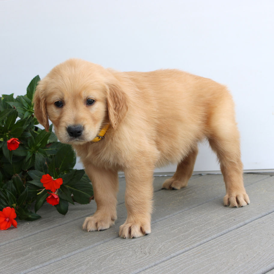 Sadie, female AKC Golden Retriever puppy for sale in Virginia, standing with a beautiful golden coat.
