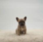 AKC French Bulldog puppy for sale in OH with fawn coat and compact build posing on a soft cream blanket.