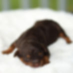 Fawn chocolate and tan female F1B Cavapoo puppy for sale in Honey Brook, PA resting on a soft white blanket.