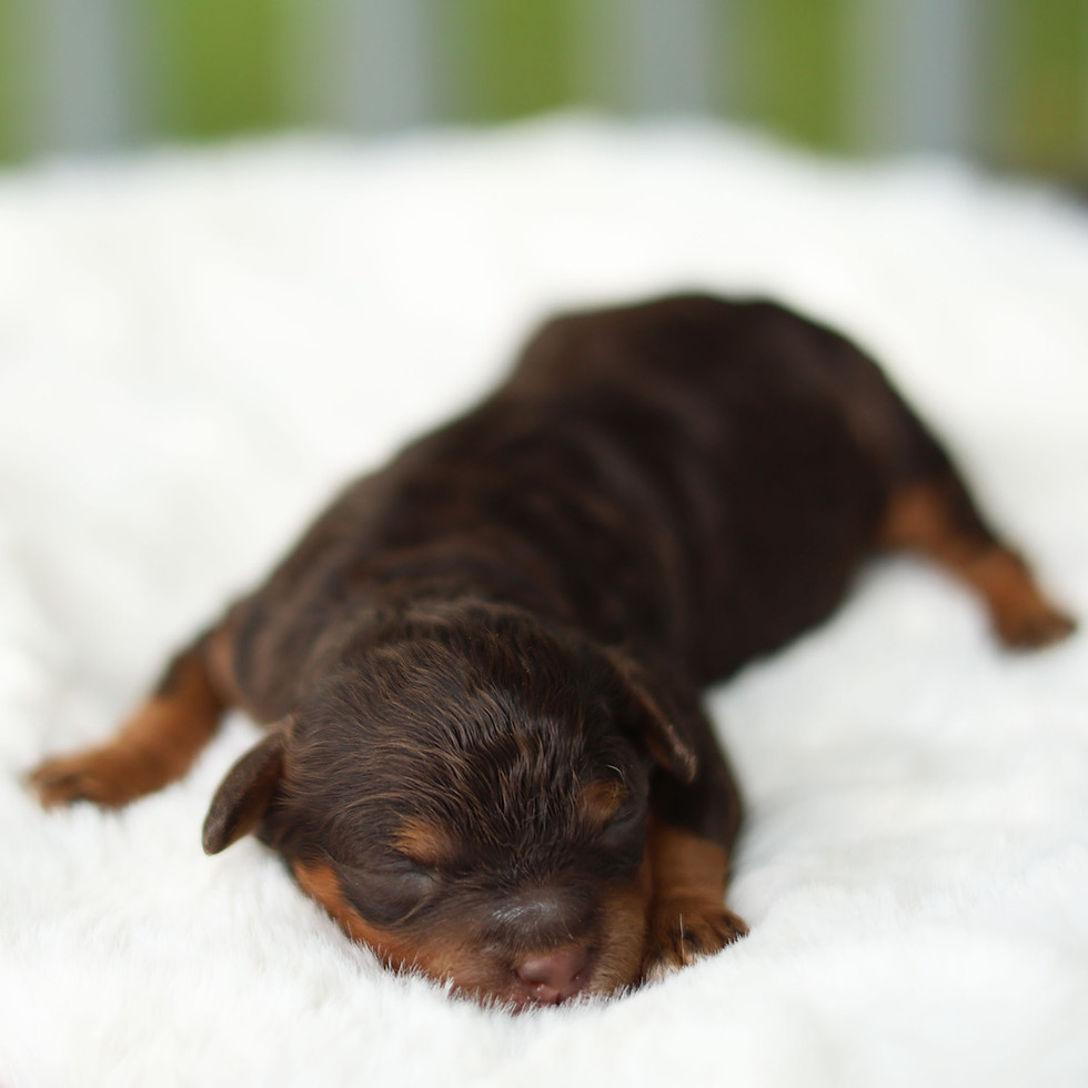 Fawn chocolate and tan female F1B Cavapoo puppy for sale in Honey Brook, PA resting on a soft white blanket.