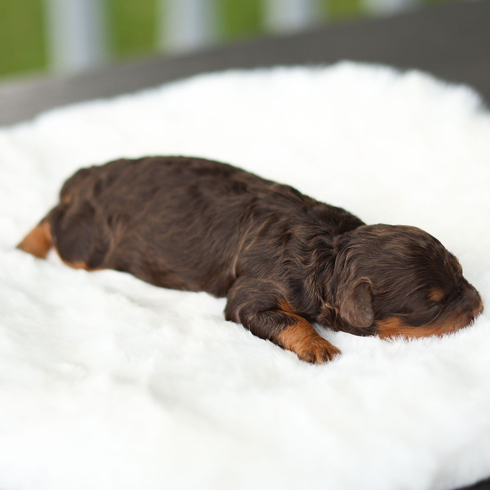 Fawn chocolate and tan F1B Cavapoo puppy sleeping peacefully on a plush white blanket in Honey Brook, Pennsylvania.