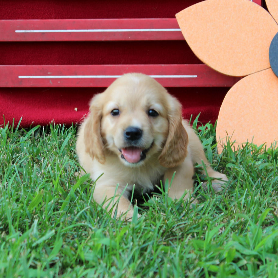 Adler, a golden Mini Golden (Golden Cavalier) puppy lying on lush grass, looking toward the camera, available for sale in VA.