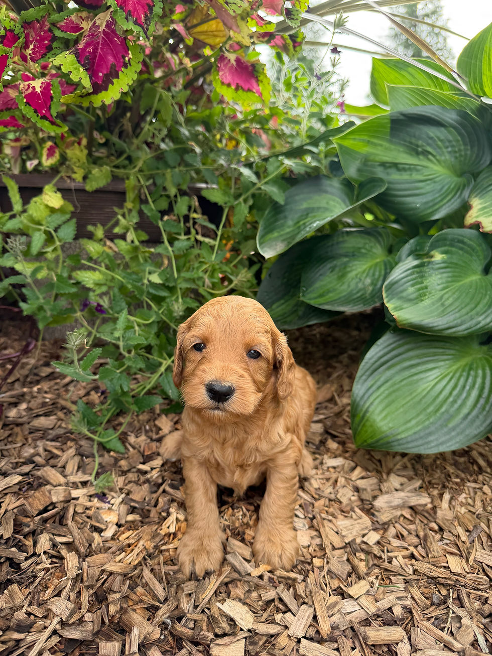 Dawson, a Mini Goldendoodle puppy for sale in PA from Willow Meadow Doodles, sitting outdoors in a garden.